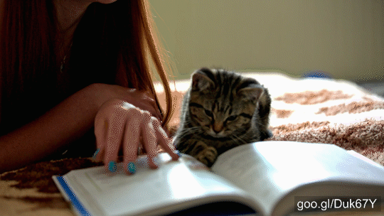 Cat-reading-book_txt.gif?width=300
