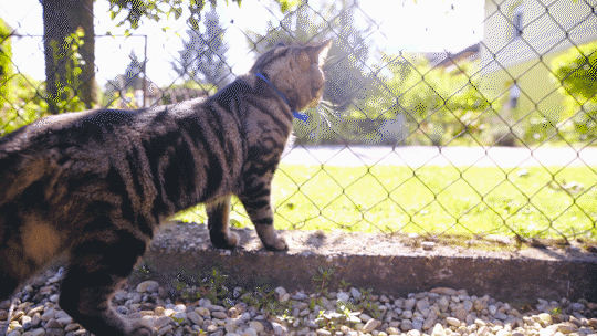 Brave Domestic Cat Outside Exploring Home Backyard On A Sunny Day 4K