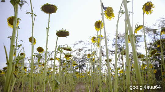 Stock footage of Sunflowers With Heads Down With Destroyed Leaves Low Angle View 4K