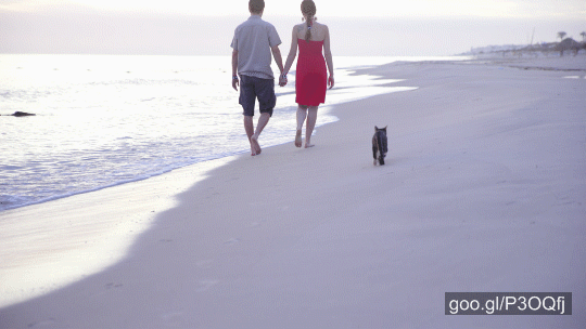 Stock footage of Couple Walk On Sand Beach With Cat Following 4K
