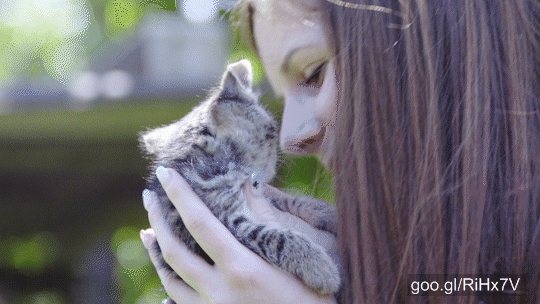 Woman Petting And Kissing Cute Baby Cat Close Up 4K