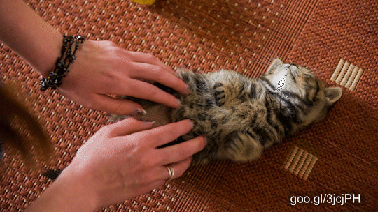 Caressing Baby Cat White Belly