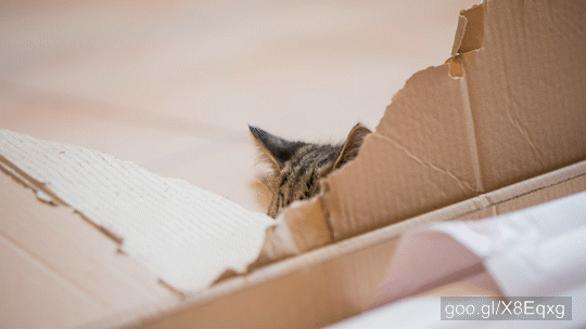 Kitten Hiding Behind Ripped Cardboard