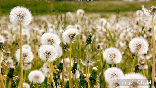Beautiful dandelions and green, shallow focus, a bit windy weather. Big endless field.