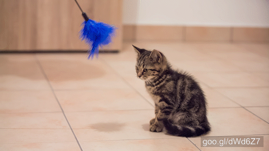 Low angle close up of beautiful and cute little baby cat playing with feather stick.