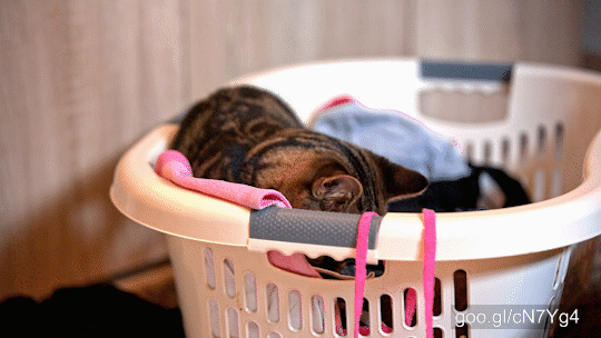 Cute British breed cat trying to find perfect spot for resting inside a laundry basket with clean clothes.