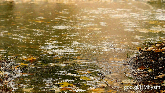 Rainy day in fall. Lots of yellow leaves. Heavy rain falling on the ground creating a puddle. View from above with reflections in water. Yellow color.